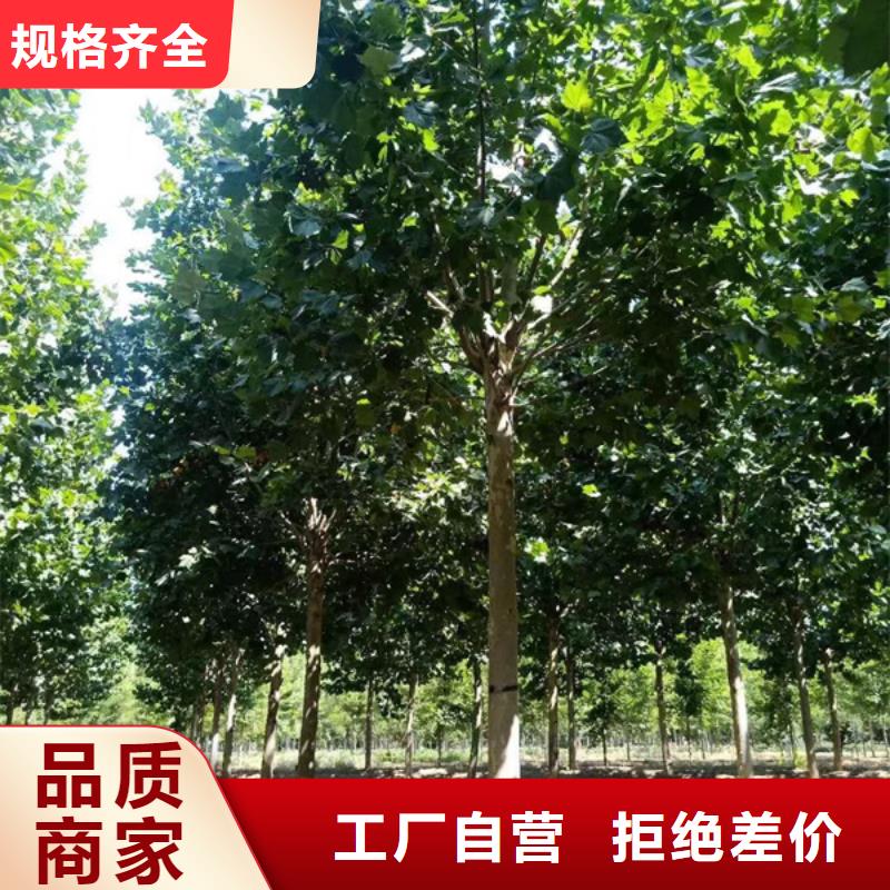 法桐_金叶白蜡优质工艺