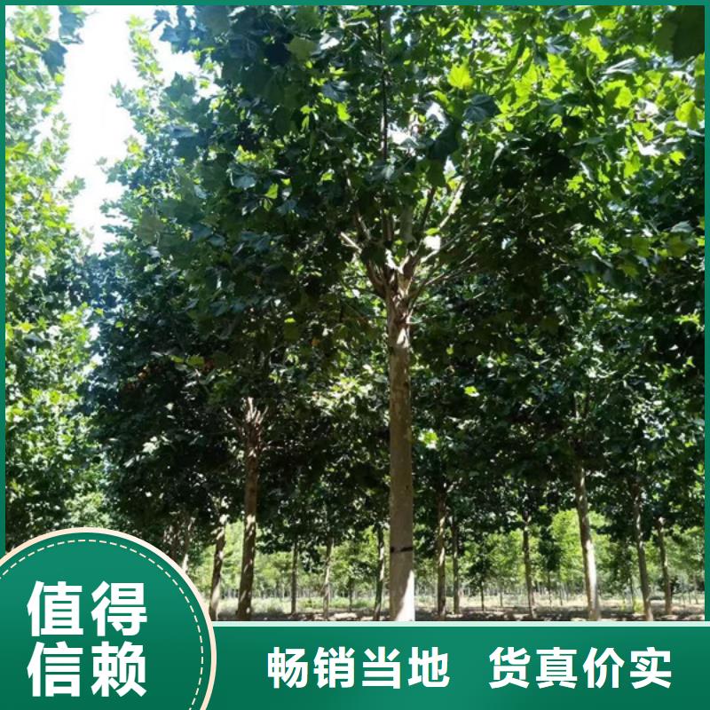 法桐国槐实力优品