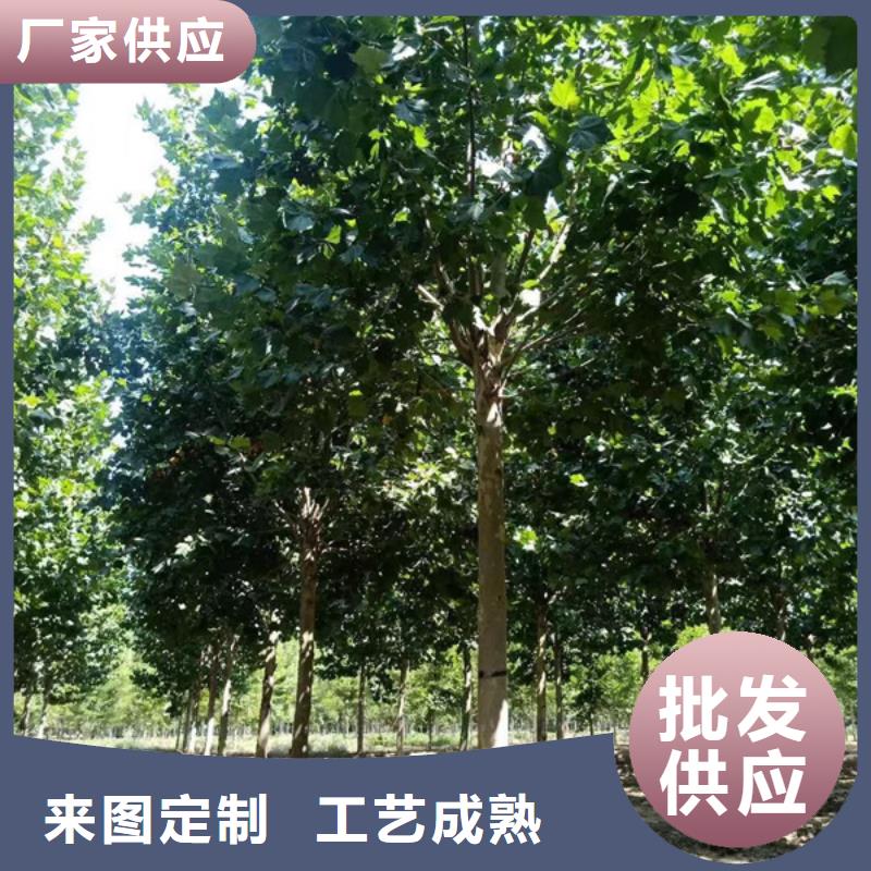法桐白蜡好产品放心购