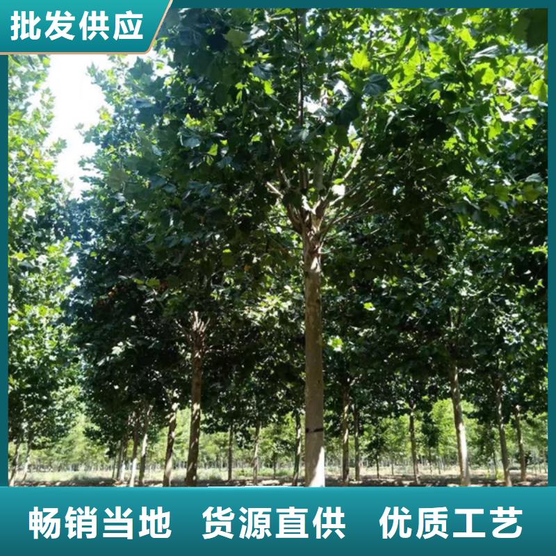 【法桐 五角枫专注产品质量与服务】