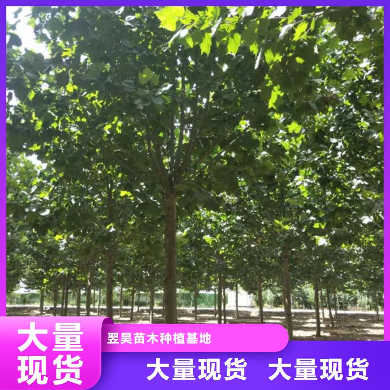 法桐国槐实力优品