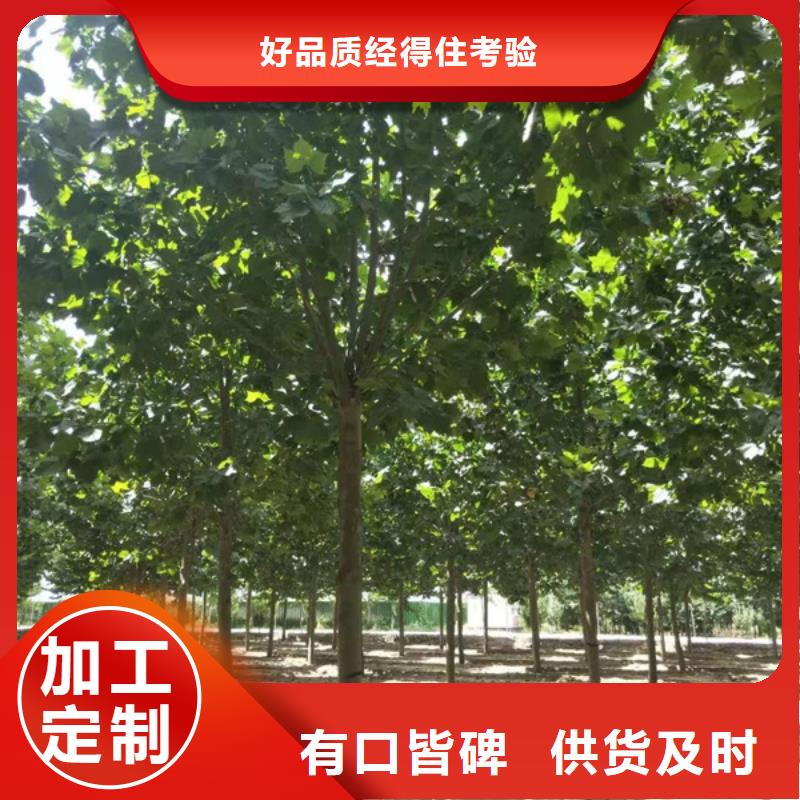法桐北京栾工艺层层把关