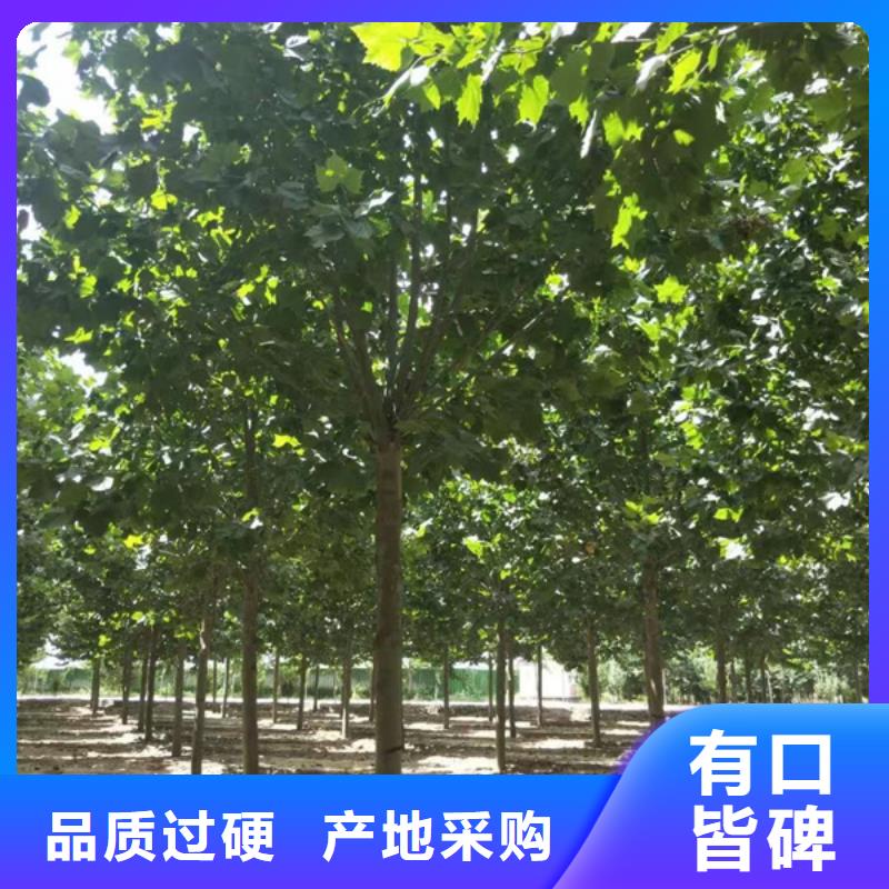 法桐_金叶白蜡优质工艺