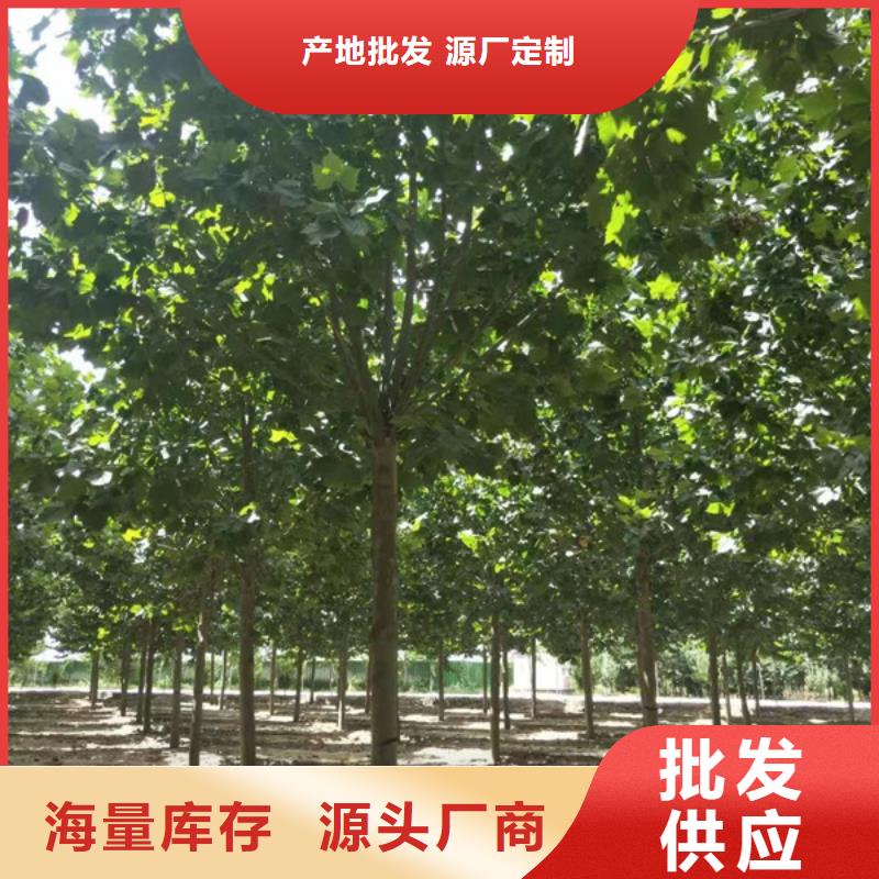 【法桐 五角枫专注产品质量与服务】