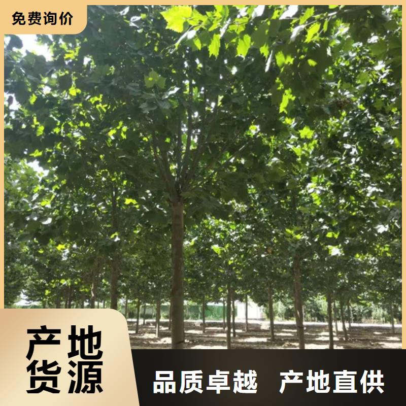法桐原生冠法桐N年大品牌