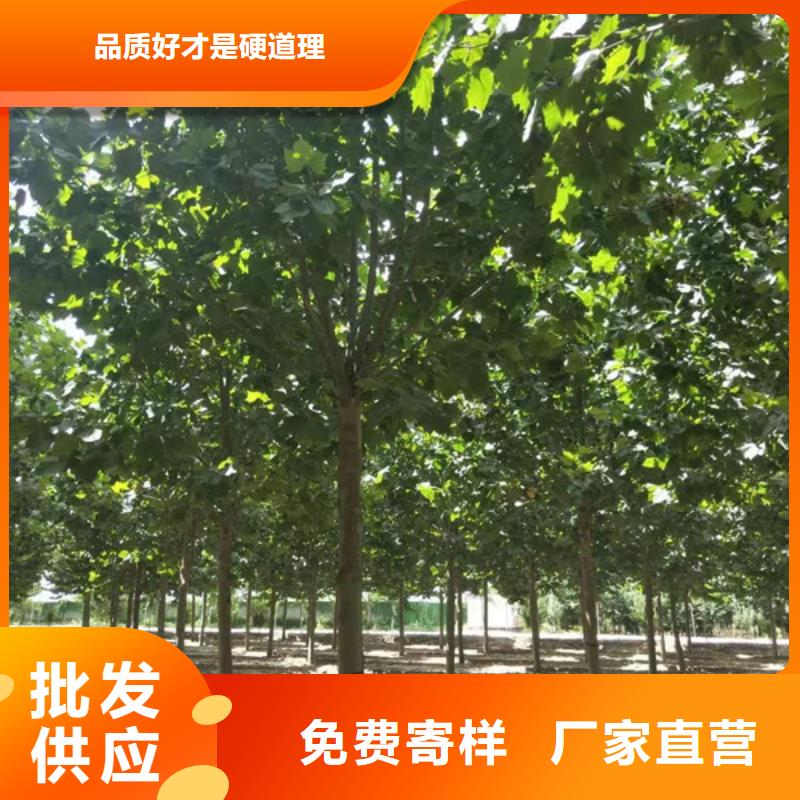 法桐_金叶白蜡优质工艺