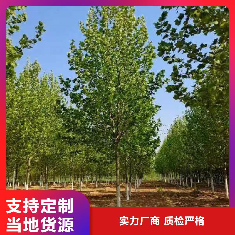 【法桐 五角枫专注产品质量与服务】