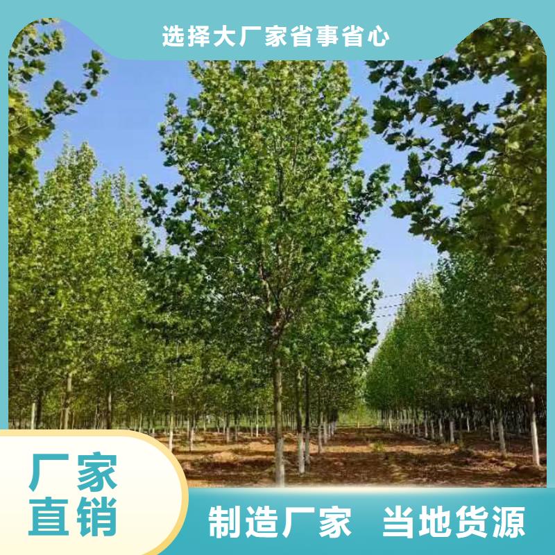 法桐国槐实力优品