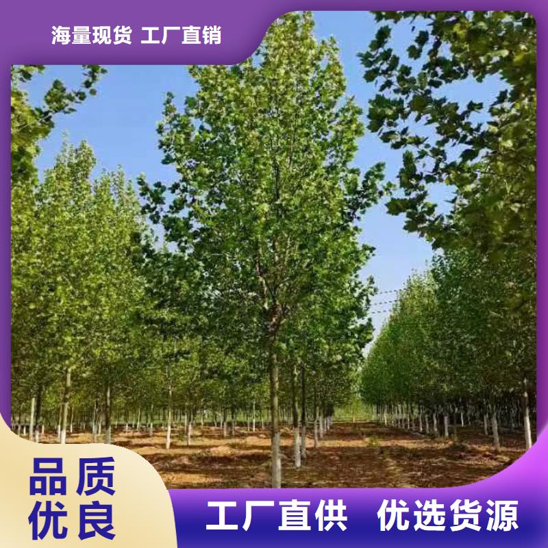 法桐北京栾工艺层层把关
