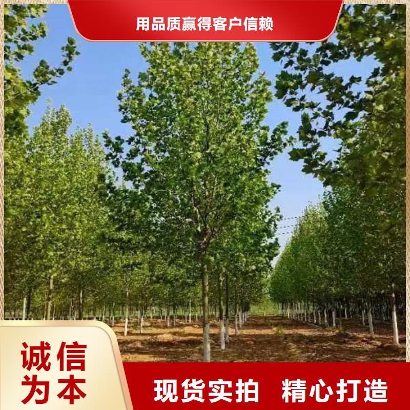法桐厂家品控严格