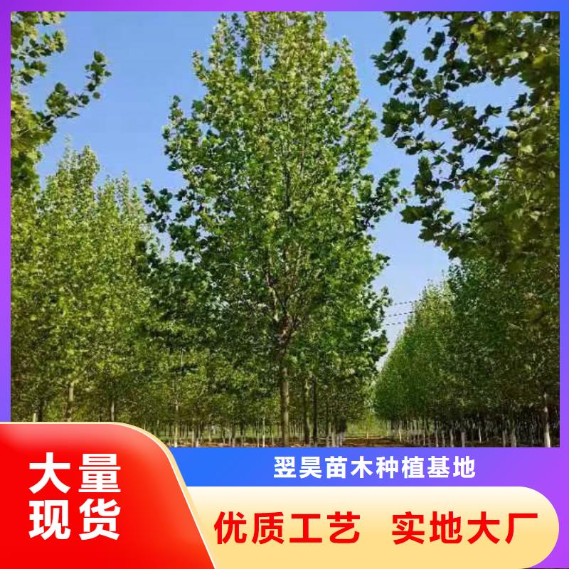 法桐国槐实力优品