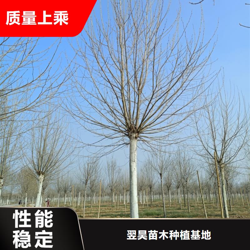 法桐黄金槐工厂价格