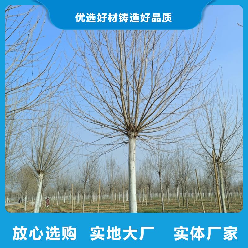 【法桐 五角枫专注产品质量与服务】