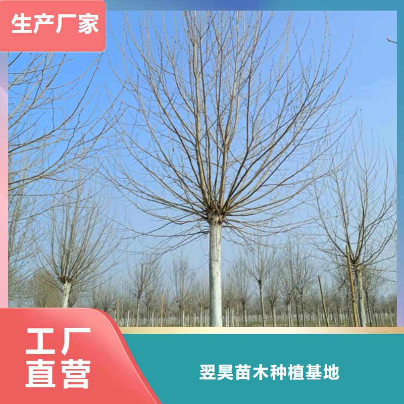 法桐_金叶白蜡优质工艺