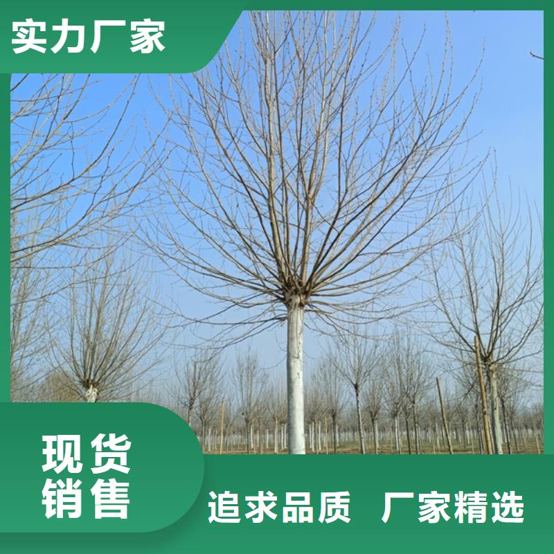 法桐金叶槐快速报价