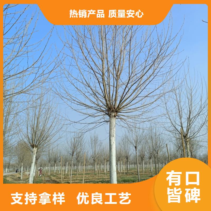 法桐国槐实力优品