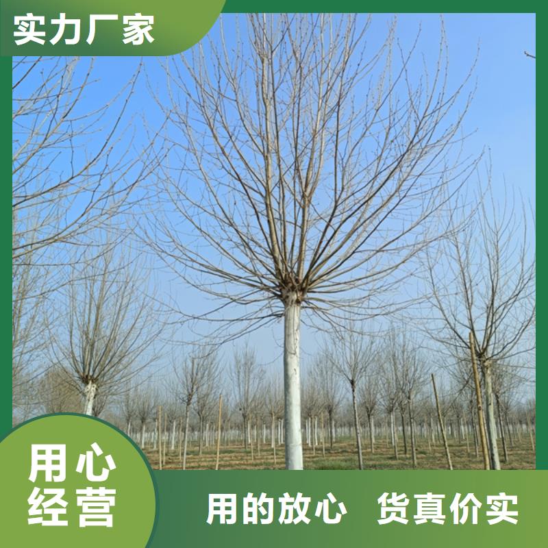 法桐_国槐厂家直销值得选择