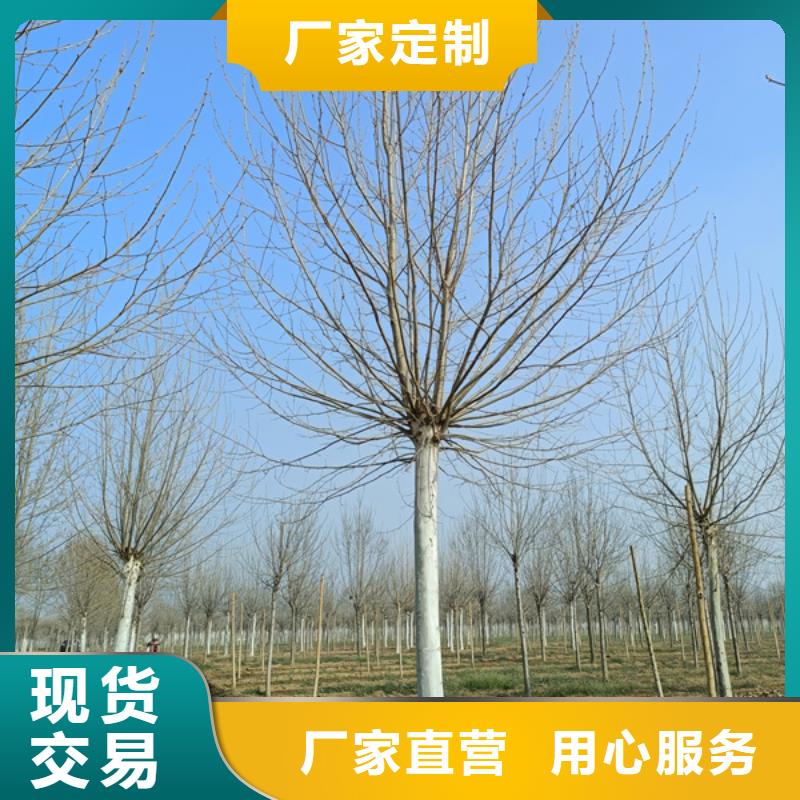 法桐_北京栾品质优选