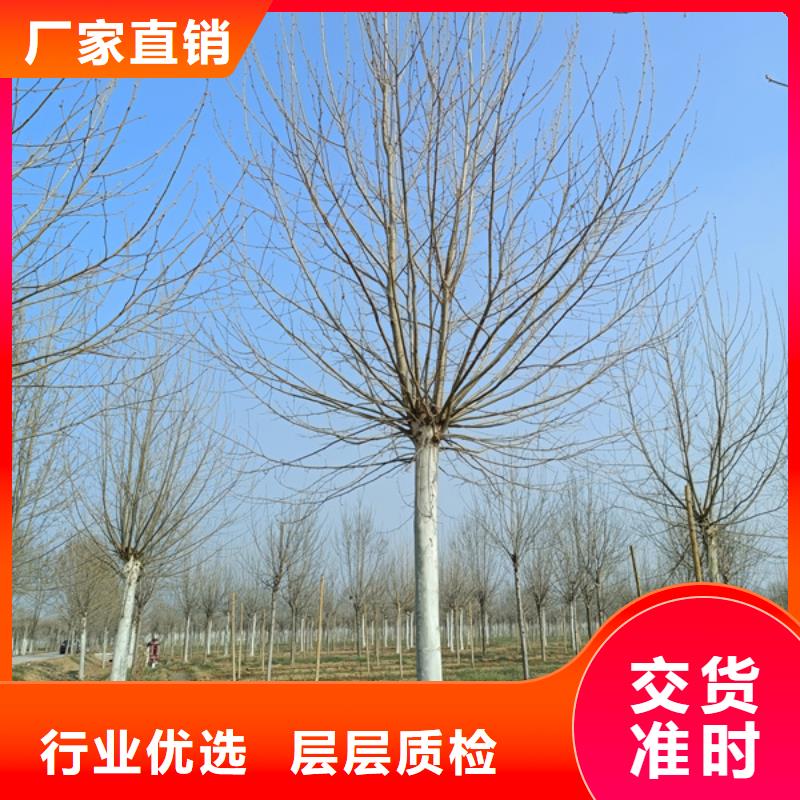 法桐国槐实力优品