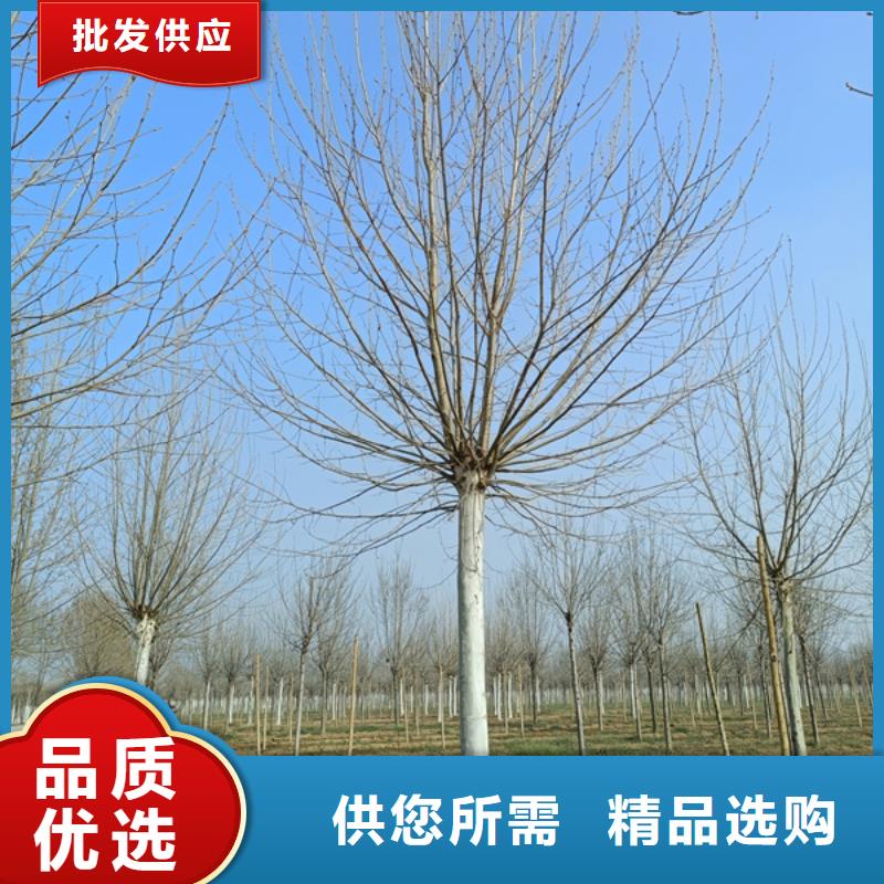 法桐白蜡好产品放心购