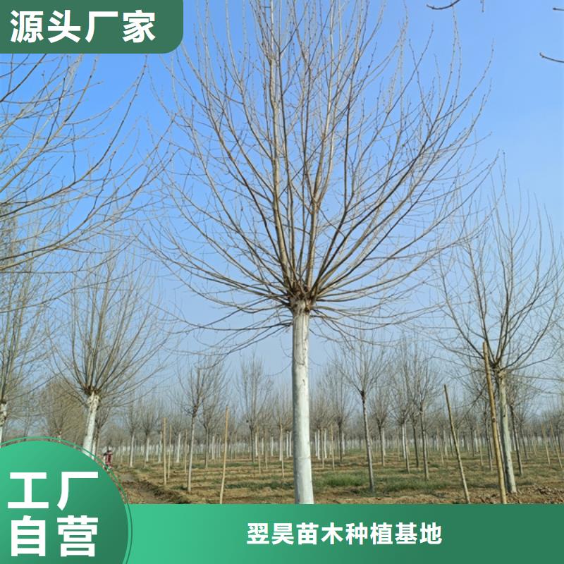 【法桐 五角枫专注产品质量与服务】