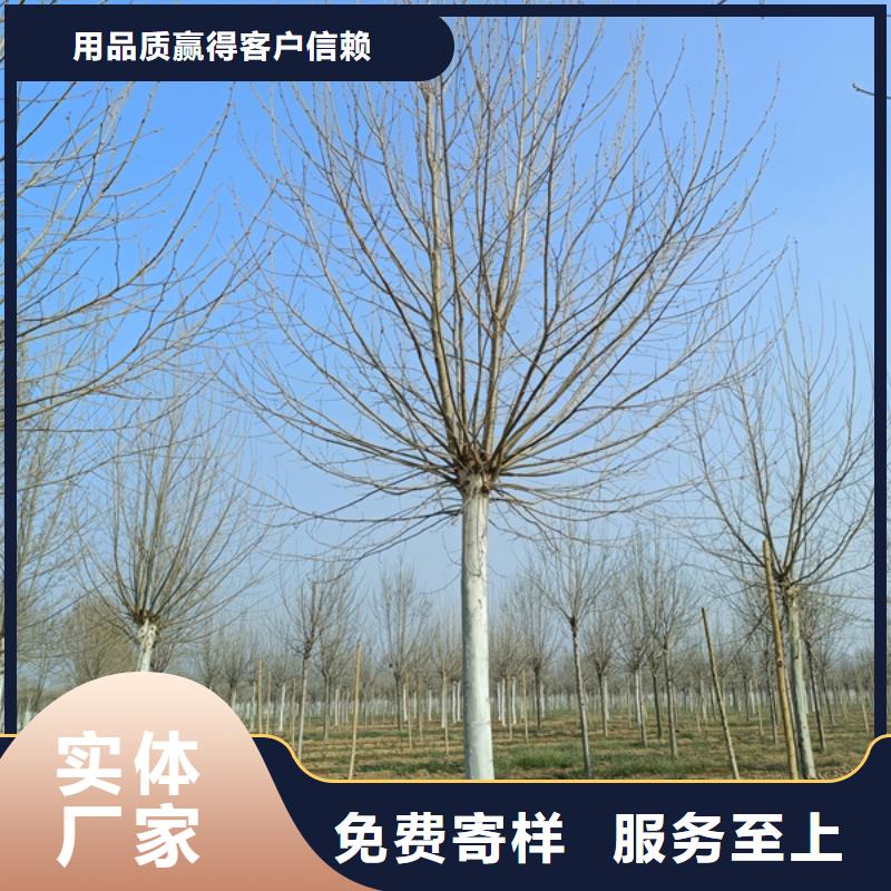 法桐国槐实力优品