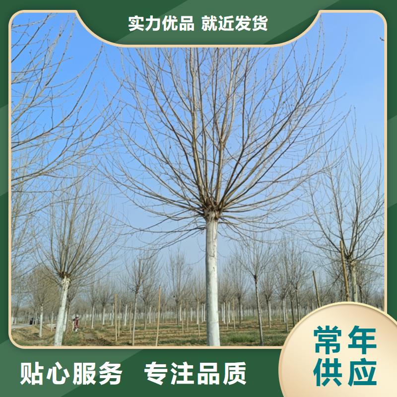 【法桐 五角枫专注产品质量与服务】