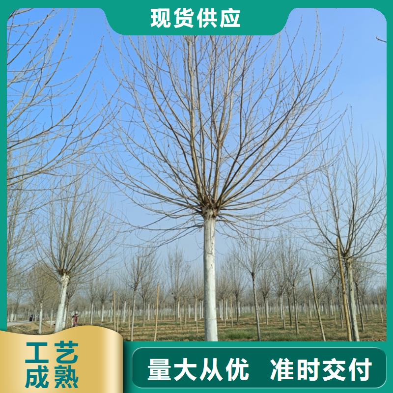 【 法桐现货直发】
