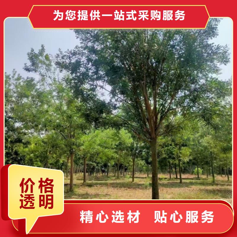 法桐行情质量保证绿化乔木