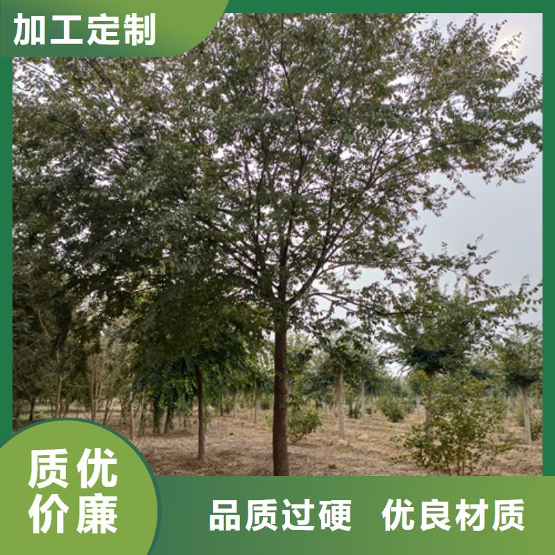 法桐秋紫白蜡实体厂家大量现货