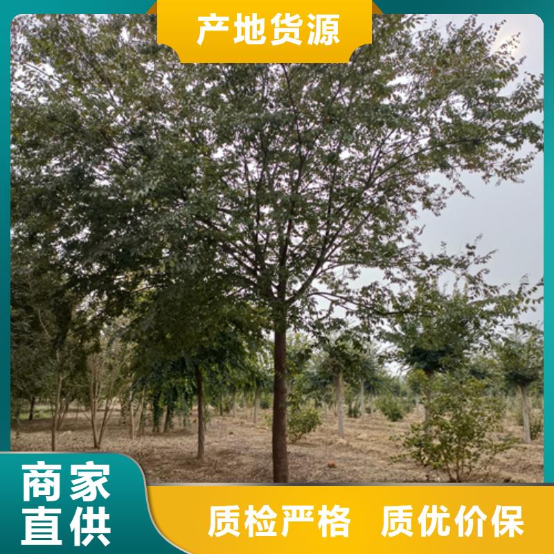 法桐五角枫满足客户需求