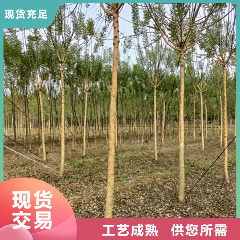 供应批发速生法桐-省心