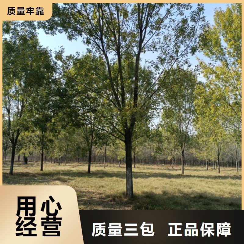 造型法桐、造型法桐现货直销