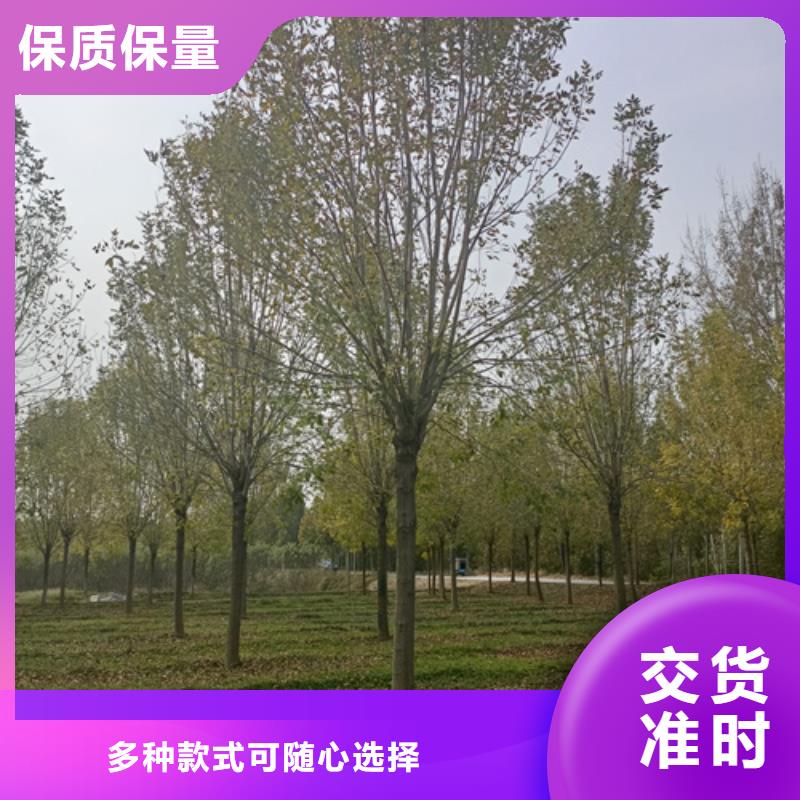 法桐_黄金槐品质过硬