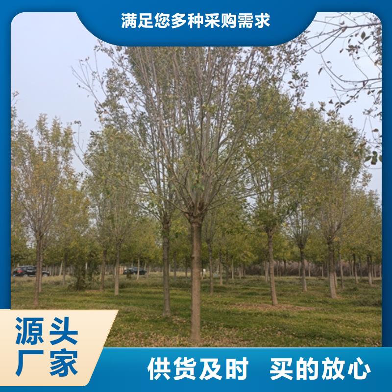 法桐_黄金槐品质过硬