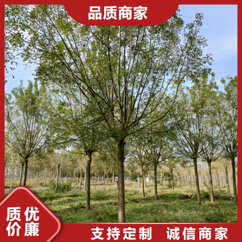 造型法桐货真价实绿化苗木
