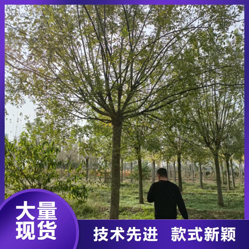 造型法桐质量放心苗木基地