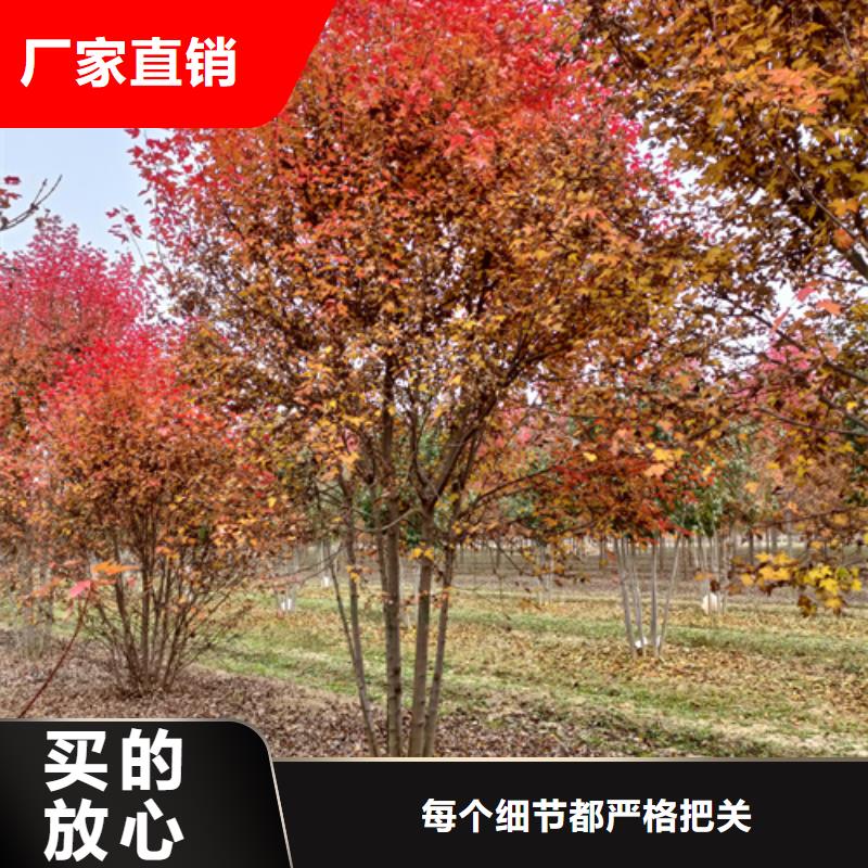 法桐_黄金槐品质过硬