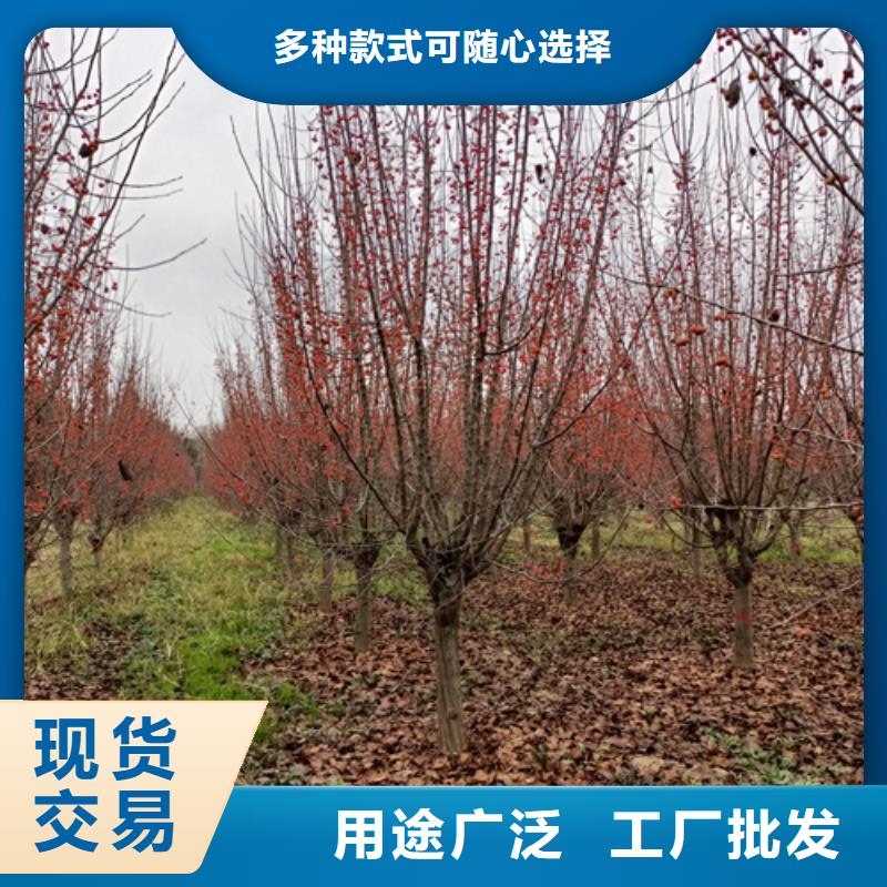法桐秋紫白蜡实体厂家大量现货