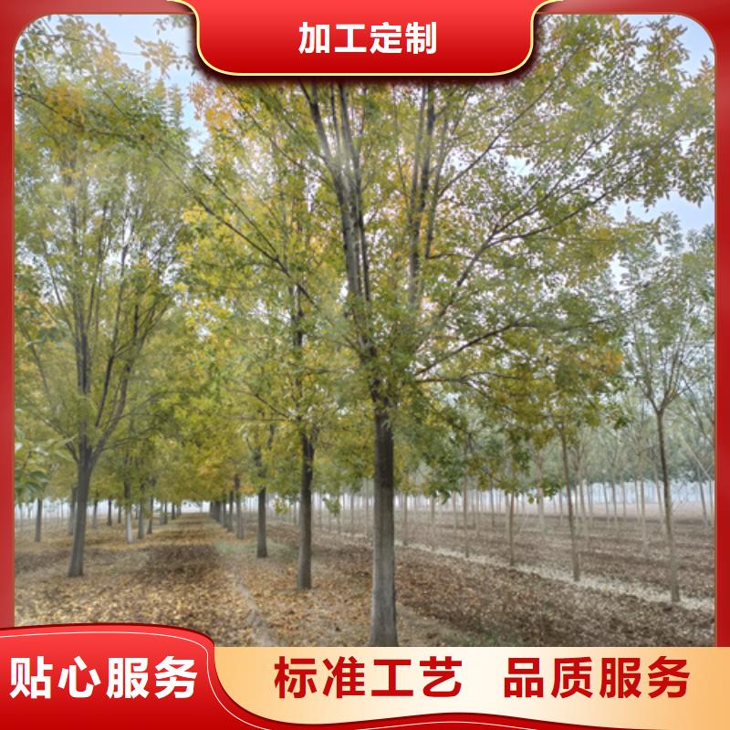 造型法桐、造型法桐现货直销