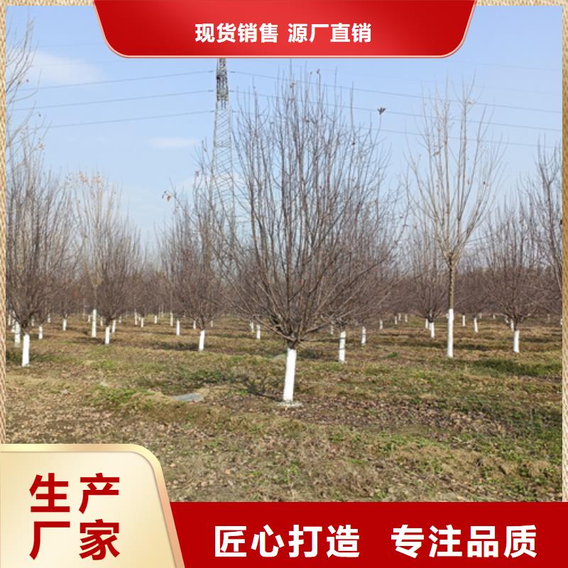 法桐就是好