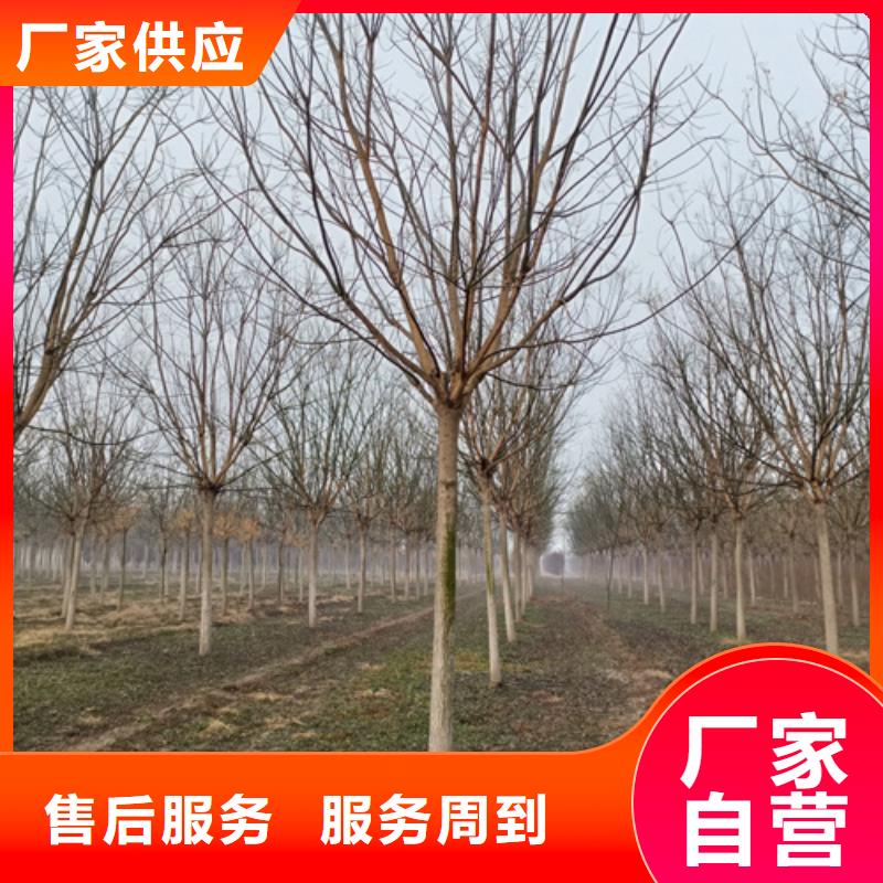法桐秋紫白蜡实体厂家大量现货