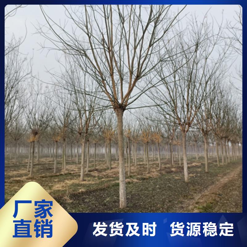 造型法桐货真价实绿化苗木