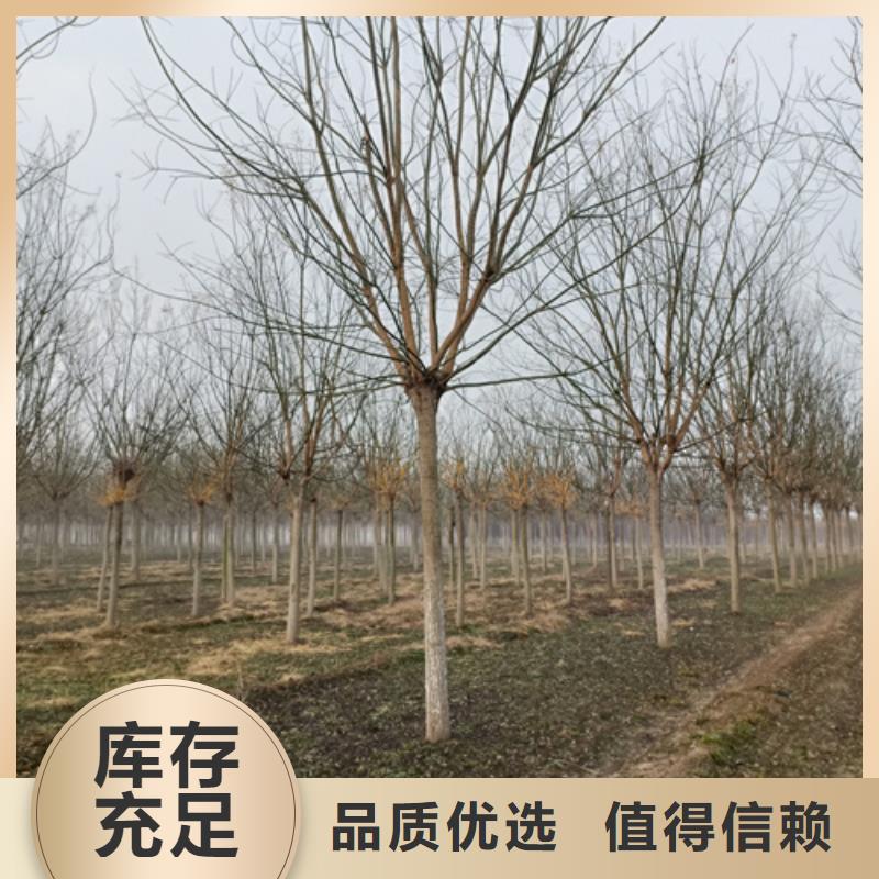 法桐-存货充足