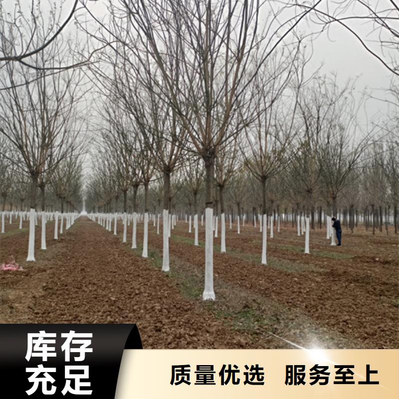 法桐就是好
