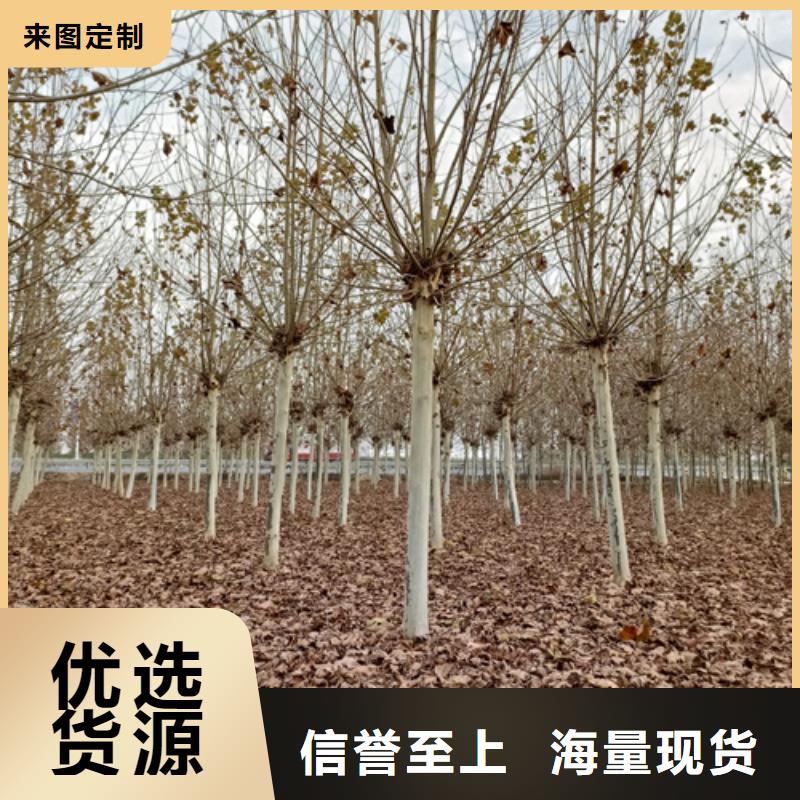 法桐价格采购价格苗木基地