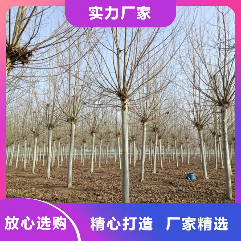 法桐价格采购价格苗木基地
