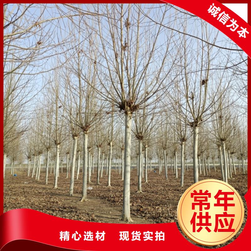 法桐就是好