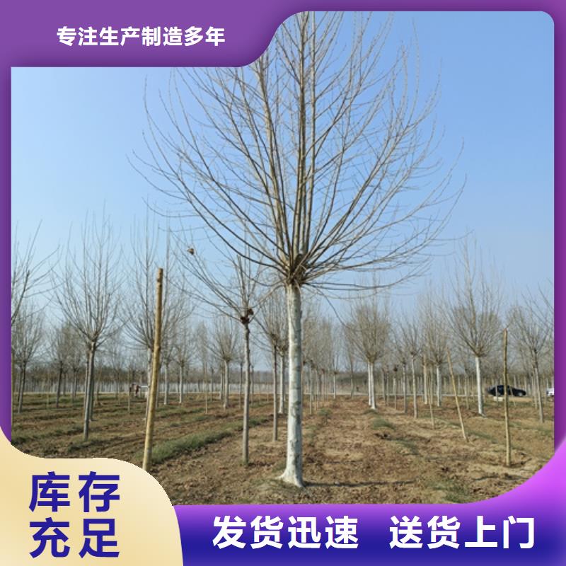 值得信赖的速生法桐基地