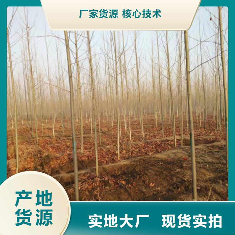 #法桐#货比三家